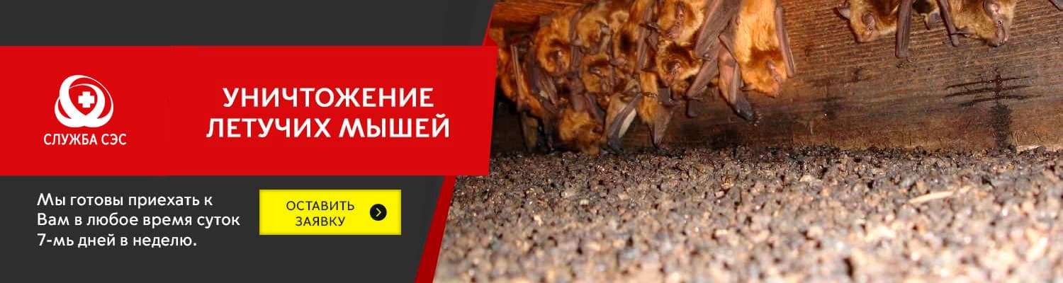 Уничтожение летучих мышей в Протвино